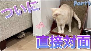 【6,7日目】ついに先住猫と子猫を直接対面させてみたら先住猫が可愛すぎた！