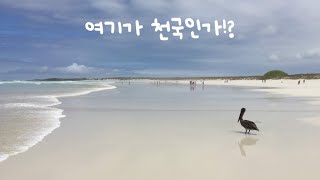 [31]🇪🇨에콰도르여행 | 갈라파고스제도 산타크루즈섬에서 4박 5일