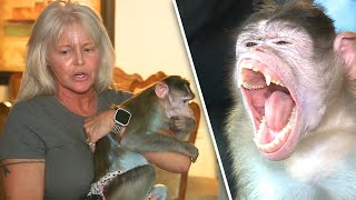 Woman Fights to Keep Emotional Support Monkeys