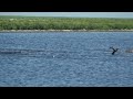 double crested cormorants in a feeding flock