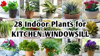 28 Indoor Plants for Kitchen Windowsill | Indoor Kitchen Plants to grow | Plant and Planting