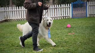 Stone , Magnificent Cream boy ready and able for Therapy work!