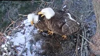 Eagle male and female fight for fish | Kisatchie National Forest | Jan 22, 2025