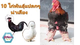 10 พันธุ์ไก่ แปลกๆ น่าเลี้ยง ที่คุณไม่เคยเห็นจากทั่วโลก