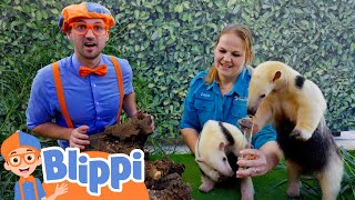 Blippi's Summer Camping Sleepover at the Safari Park Zoo | Educational Videos for Kids