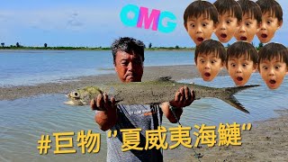 直擊活抓巨物，100公分夏威夷大海鰱，端午假期手拋網抓魚Huge fish caught with hand cast net in Taiwan