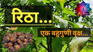 रीठा - एक बहुगुणी वृक्ष... /Reetha - a polygamous tree ...