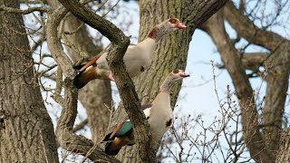 Egyptian Geese Calling