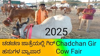 ಚಡಚಣ ಜಾತ್ರೆಯಲ್ಲಿ  ದೇಸಿ  ತಳಿ ಗಿರ್ ಹಸುಗಳ ವ್ಯಾಪಾರ  Gir Cow business Chadchan in Karnataka 2025