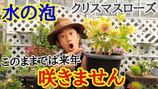 【来年も咲かせれます！】クリスマスローズの花後の手入れ教えます　【ガーデニング】【園芸】【初心者】【カーメン君】