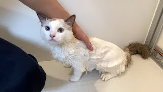 子猫の抜け毛がすごいのでおふろに入りました【長毛種】