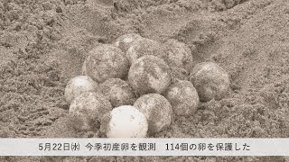 国の天然記念物アカウミガメ 御前崎市で今シーズン初産卵を観測