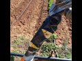 gas burner setup for organic weeding the garden.