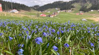 Trabzon Tonya Kadıralak Yaylası