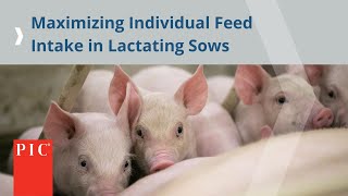 3 Sow Care Focus Areas During Farrowing | Pig Improvement Company (PIC)