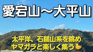 高知市、愛宕山～大平山縦走。仁井田神社の鰹みくじは大吉💮