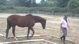 Lou Wilks horse agility obstacle at liberty