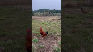 Winter Crow ❄️ #cutefarmanimals #funnyanimal #petchickens #rooster #viralshort