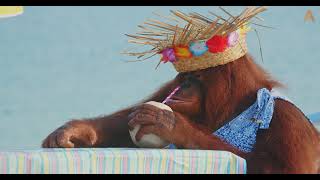 Animalia's Orangutans Rambo and Prince enjoy a cool drink on the beach