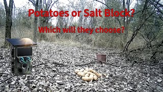 We Tested Potatoes vs Salt Blocks for 5 Days Here's What WORKED!