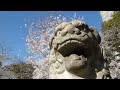 大阪市西区土佐稲荷神社の桜