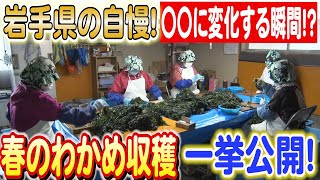 驚きの変化！大船渡のわかめが鮮やかな緑に変身する瞬間！日本財団 海と日本PROJECT in 岩手2023 #01