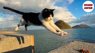 [Cat Flying Island] I visited a Japanese cat island where 100 cats live. 🇯🇵