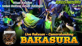 Banteng Full Keluar Kalangan!!,, BAKASURA Terbaru Live Rekesan Cemorokandang