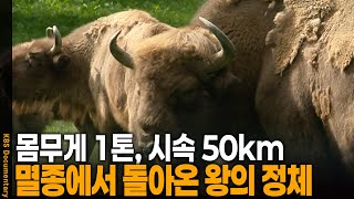 몸무게 1톤, 달리기 시속 50km! 숲을 지배한 괴물의 정체 | KBS 20120711 방송