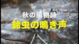 鈴虫の鳴き声（秋といえばスズムシの心地いい鳴き声）