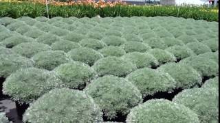 Artemisia schmidtiana 'Silver Mound'   (Wormwood) - Tight Mounds of Beautiful Silver Foliage