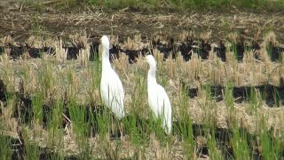 Egretta garzetta 白鷺鷥在刀口下覓食