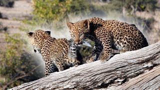 Pair Of Leopard Cubs Caught Playing Together