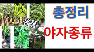 🏝부채야자와 메탈야자 금속야자가 🏝핫합니다  ㅣ 주병야자 부채야자  메탈야자 아레카야자 코코넛야자 공작야자 여우꼬리야자 -국내유통되는 야자식물종류를 알아보았어요