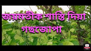 joymoti was punished in this tree| sibsagar| jerenga pothar