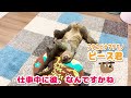 【ナマケモノ】これぞサボりのプロ！仕事中に居眠りとはいい度胸だっ！！ 【sloth】 his name is piisu kun