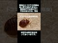 shorts 緊急情報 韓国ソウル トコジラミ 南京虫 が大量発生中