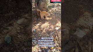 പാവം അവൻ അനാഥനാണ് സുരക്ഷ ഒട്ടുമേ ഇല്ല #straycat #shortsvideos @poordogsmedia7668