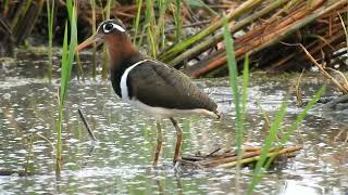 greater painted snipe