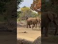 【八木山動物園】こうなるとゾウとキリンとシマウマが一緒の所を見たくなる😊