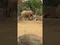 【八木山動物園】こうなるとゾウとキリンとシマウマが一緒の所を見たくなる😊