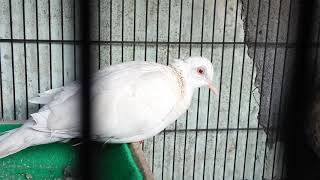 Playtube Pk Ultimate Video Sharing Website