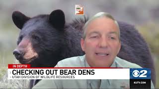 Biologists checking on Utah's healthy bear population, visiting dens across the state