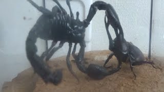 【インパクト試合】国産カブトVSチャグロサソリ【異種格闘技】japan beetle vs Giant asian forest scorpion