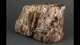 珪化木(木化石) 原石 磨き 778g / Petrified wood