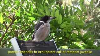 GREY BUTCHERBIRD SONGS