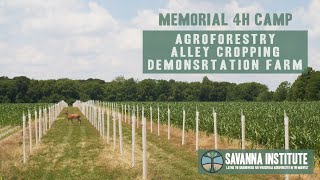 Memorial 4H Camp Demonstration Farm | Agroforestry Alley Cropping