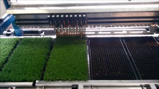 TTA MIDI Transplanting Caluna 18 000 plants per hour from 576 cells tray