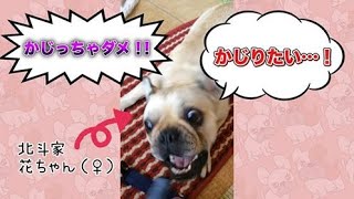 【フレンチブル】花ちゃんにマーカーがかじられたので尋問してみた【花梅】