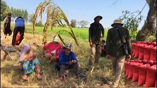 អ្នកភូមិខ្ញំុប្រមូលផលស្រូវធ្ងន់ ស្រែជើងភូមិហើយ នៅស្រុកសង្កែ ខេត្តបាត់ដំបង ឃុំរការ ភូមិពោធិ៍បាត់ដំប